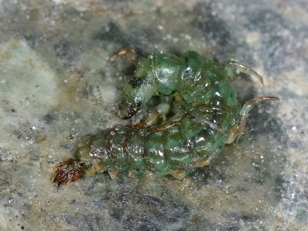 Piccolo mostriciattolo verde: larva di Rhyacophila sp.